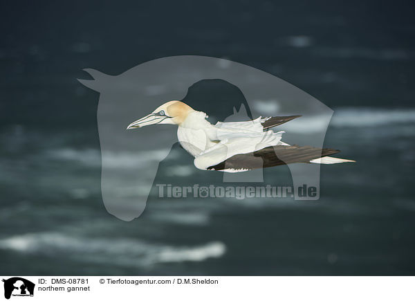 northern gannet / DMS-08781
