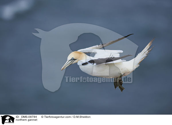 northern gannet / DMS-08784
