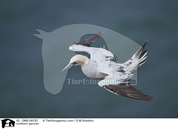 northern gannet / DMS-08787