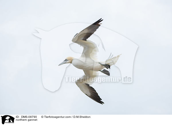 northern gannet / DMS-08790