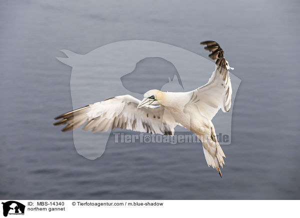 northern gannet / MBS-14340
