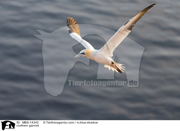 northern gannet / MBS-14342