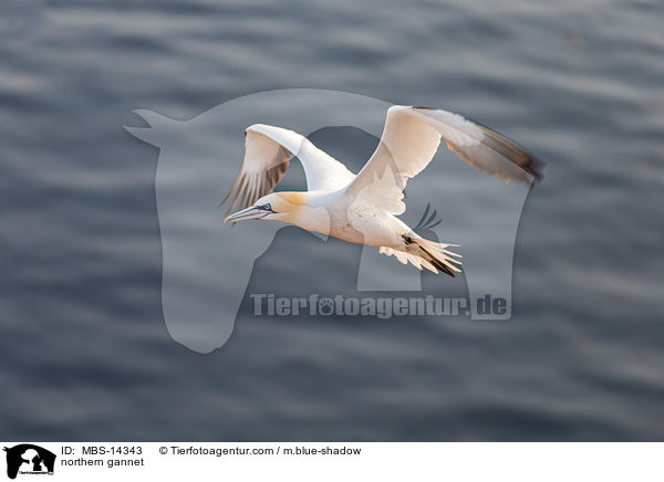 northern gannet / MBS-14343
