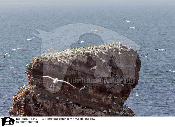 northern gannet / MBS-14349