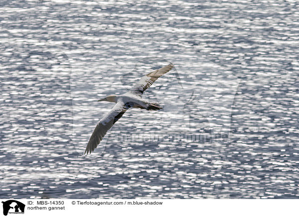 northern gannet / MBS-14350