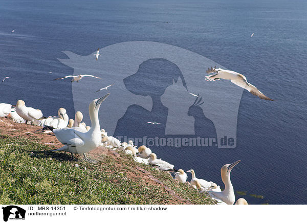 northern gannet / MBS-14351