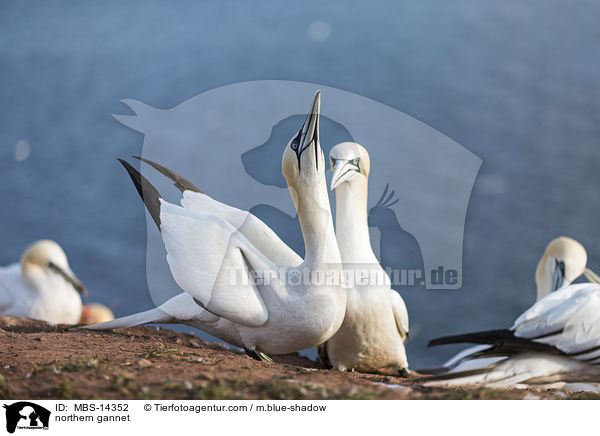 northern gannet / MBS-14352