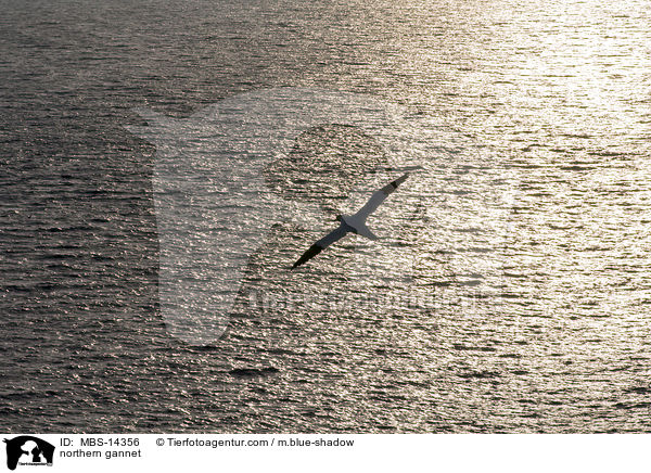 northern gannet / MBS-14356