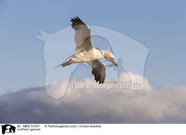 northern gannet / MBS-14357