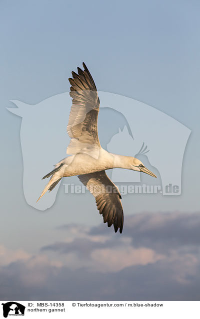 northern gannet / MBS-14358