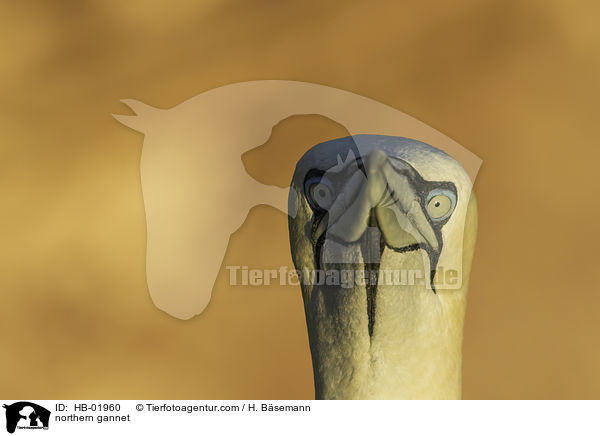 northern gannet / HB-01960