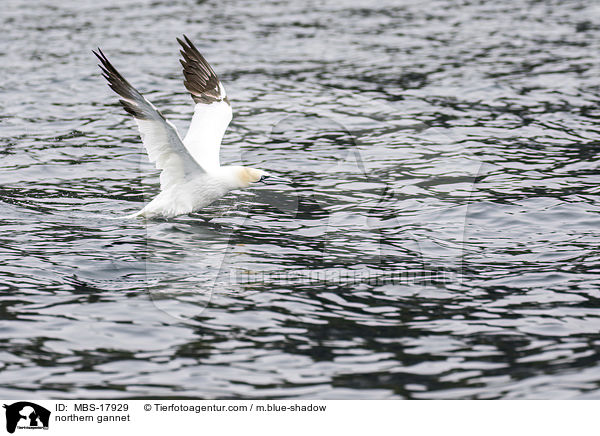 Basstlpel / northern gannet / MBS-17929