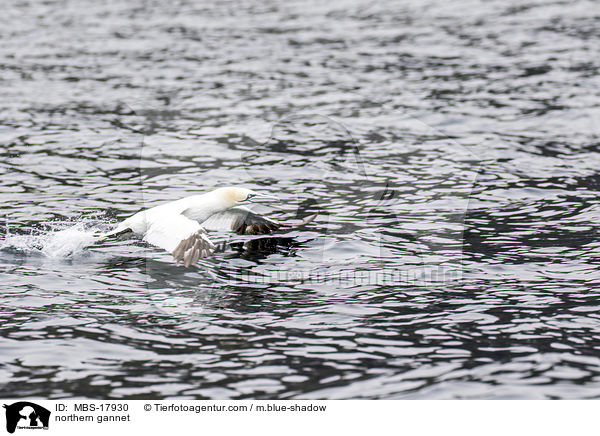 Basstlpel / northern gannet / MBS-17930