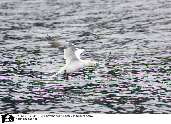 northern gannet / MBS-17931