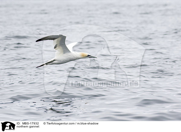Basstlpel / northern gannet / MBS-17932