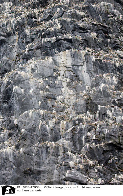 northern gannets / MBS-17936