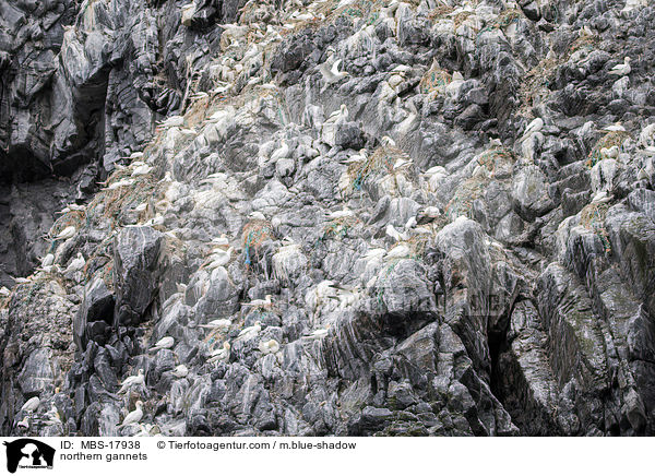 northern gannets / MBS-17938