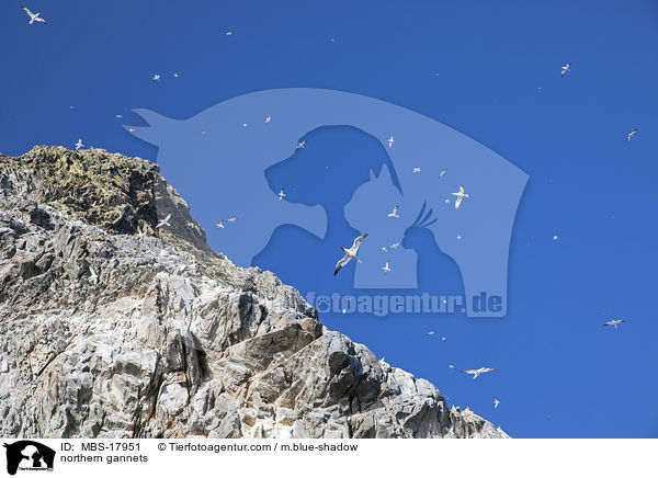 northern gannets / MBS-17951