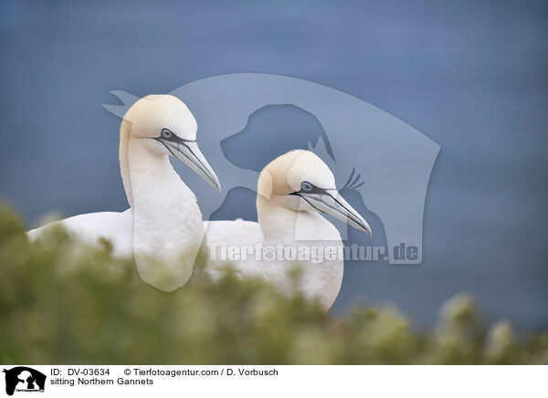 sitting Northern Gannets / DV-03634