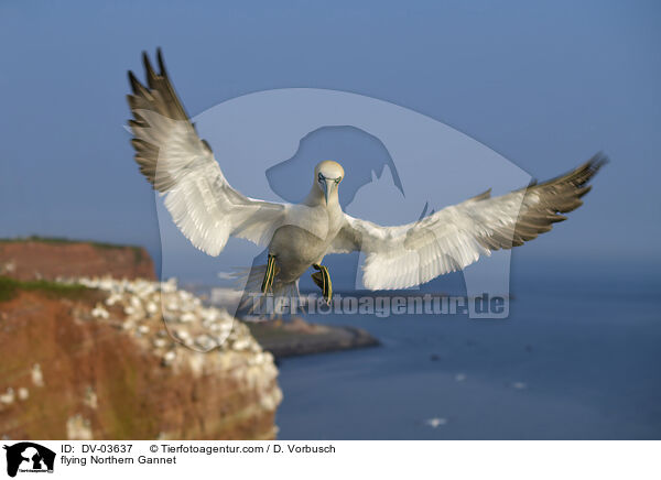 flying Northern Gannet / DV-03637