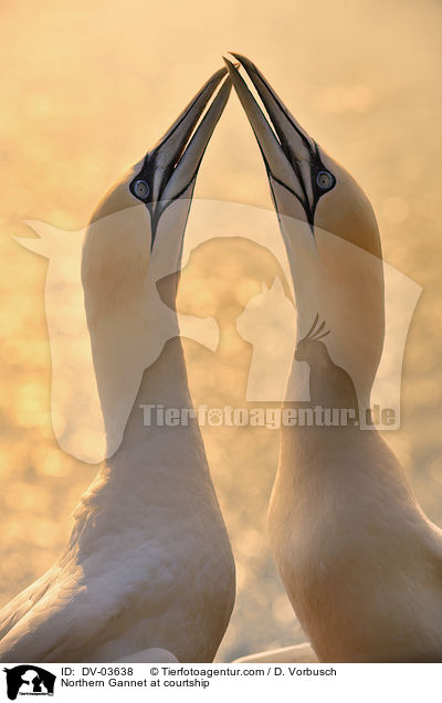 Northern Gannet at courtship / DV-03638
