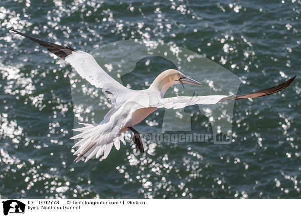 flying Northern Gannet / IG-02778