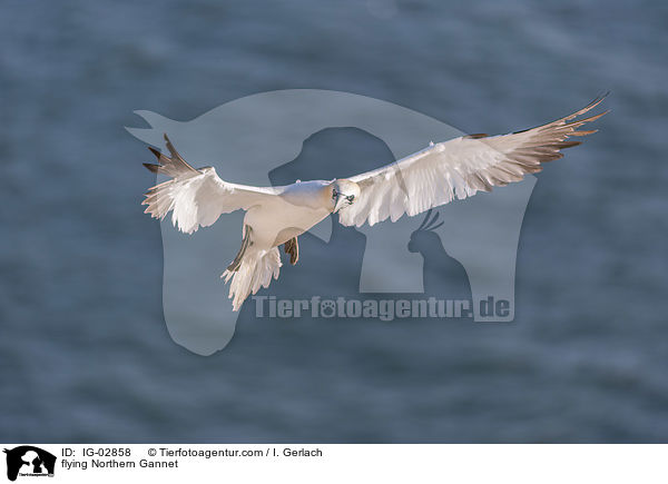 flying Northern Gannet / IG-02858