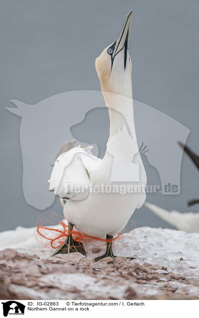 Northern Gannet on a rock / IG-02863