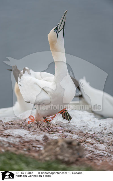 Northern Gannet on a rock / IG-02865
