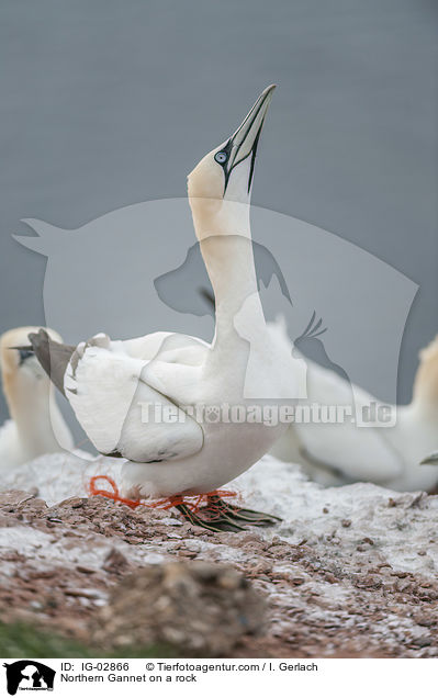 Northern Gannet on a rock / IG-02866