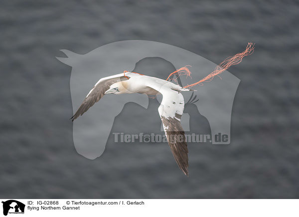 flying Northern Gannet / IG-02868