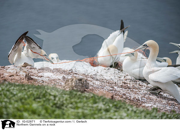 Northern Gannets on a rock / IG-02871