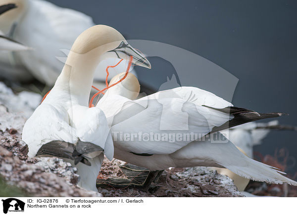 Northern Gannets on a rock / IG-02876