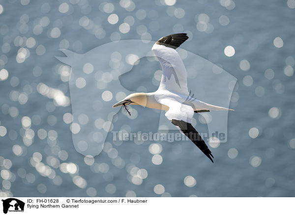 flying Northern Gannet / FH-01628