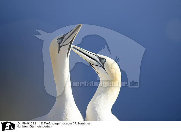 Northern Gannets portrait / FH-01633