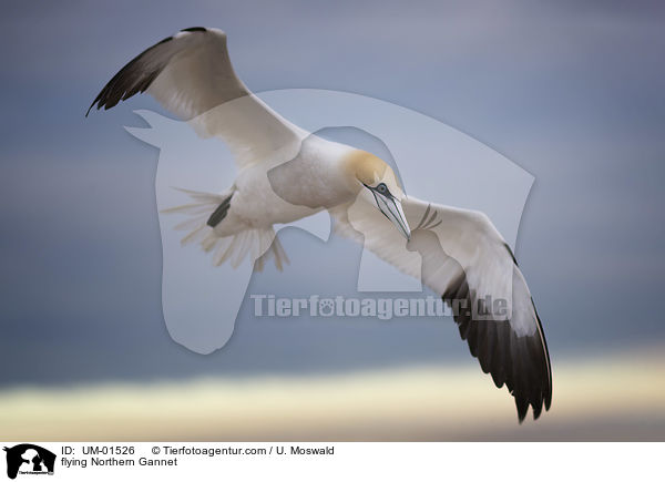 flying Northern Gannet / UM-01526