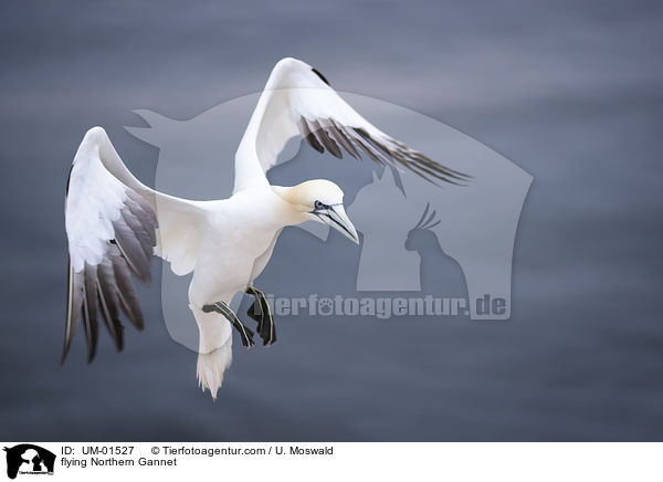 flying Northern Gannet / UM-01527