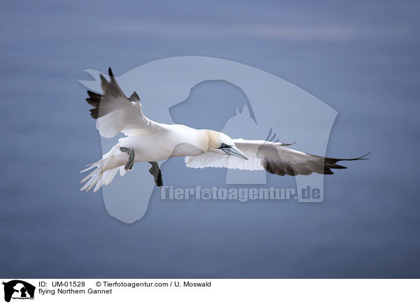 flying Northern Gannet / UM-01528