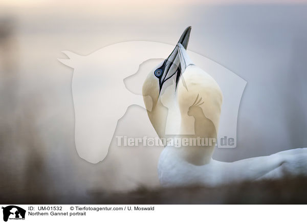 Northern Gannet portrait / UM-01532