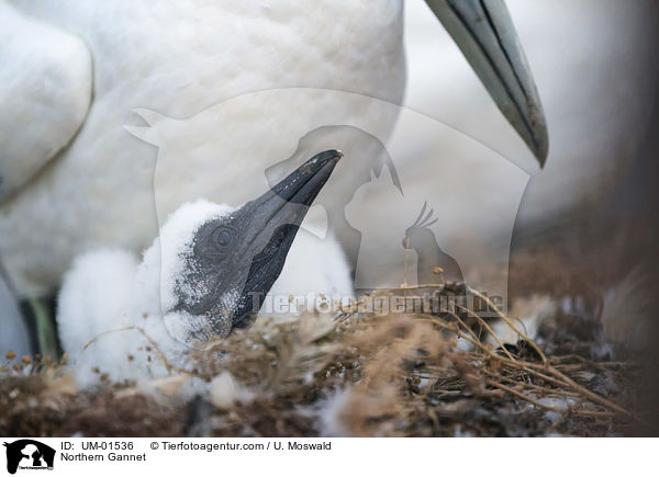 Northern Gannet / UM-01536