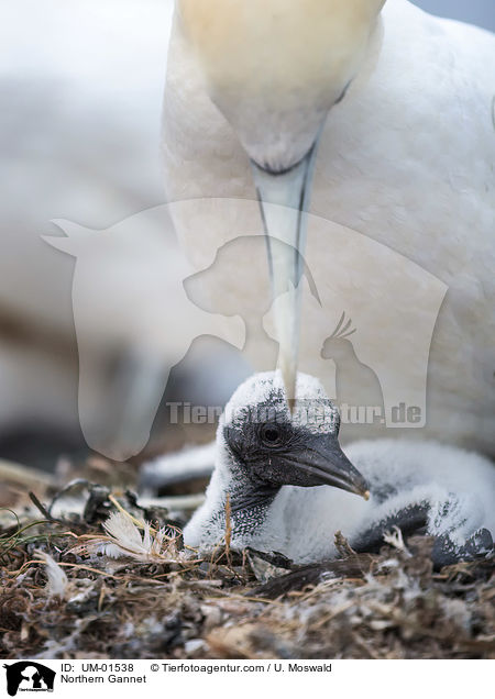 Northern Gannet / UM-01538
