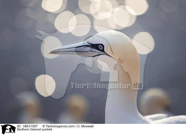 Northern Gannet portrait / UM-01567