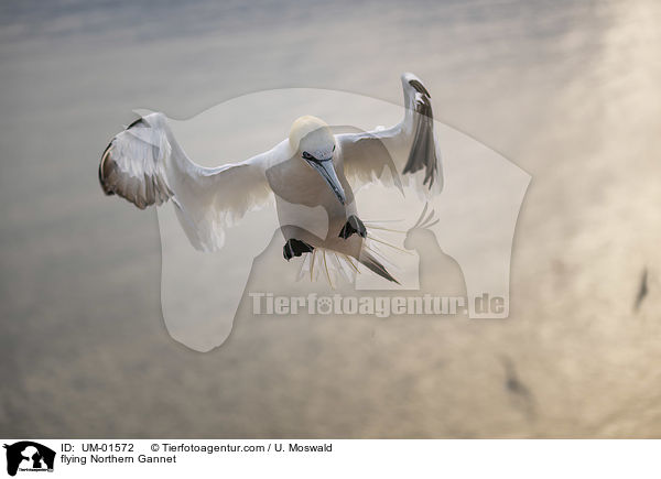 flying Northern Gannet / UM-01572