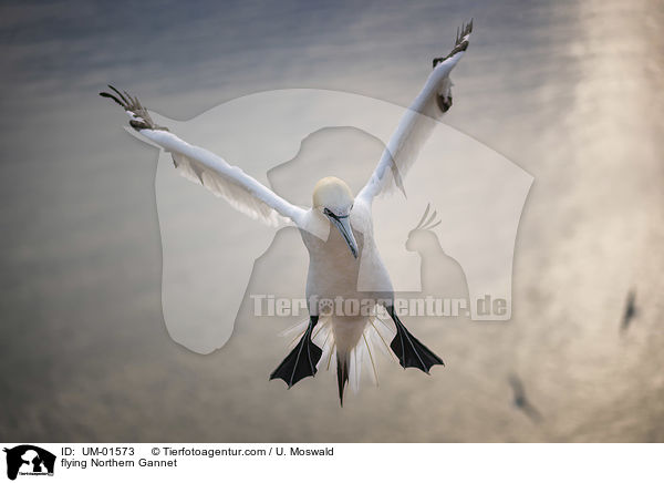 flying Northern Gannet / UM-01573