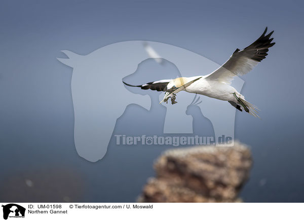 Northern Gannet / UM-01598