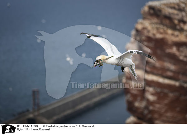 flying Northern Gannet / UM-01599