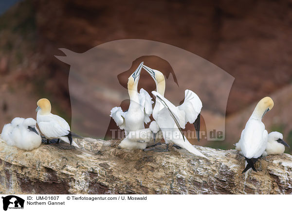 Northern Gannet / UM-01607