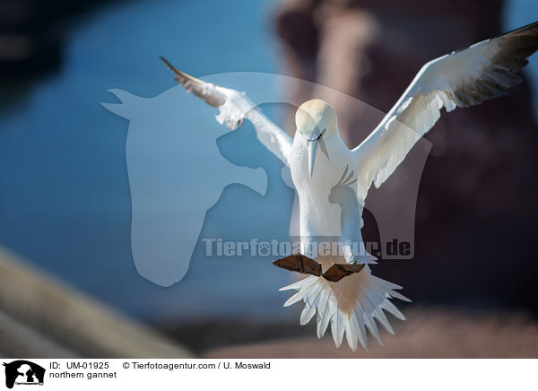 northern gannet / UM-01925