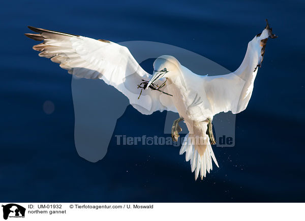 northern gannet / UM-01932