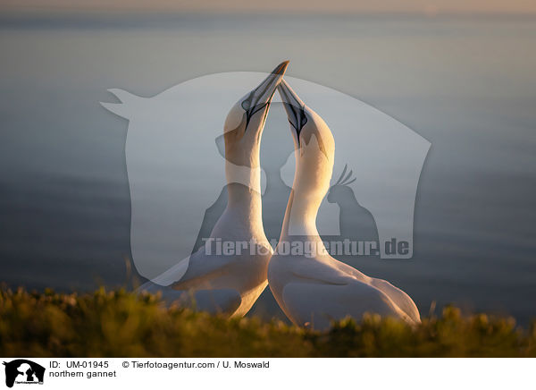 northern gannet / UM-01945